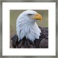 Bald Eagle Portrait 2 Framed Print