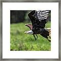 Bald Eagle-3372 Framed Print