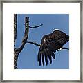 Bald Eagle Wing Stretch-signed-#7658 Framed Print