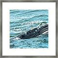 Baleen Whale Surfaces Framed Print