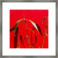 Bamboo Against Red Wall Framed Print