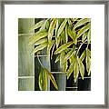 Bamboo Framed Print