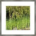 Bamboo At The Pond Framed Print