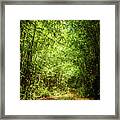 Bamboo Hike Framed Print