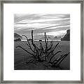 Bandon Beach Tree Framed Print