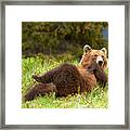 Banff Showboating Grizzly Framed Print