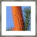 Banksia Nsw09 Framed Print