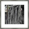 Banyan Tree, Maui Framed Print