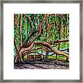 Banyan Tree Park Framed Print