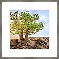 Baobab Tree Framed Print