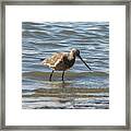 Bar-tailed Godwit Framed Print