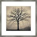 Bare Tree And Fog Toned Framed Print