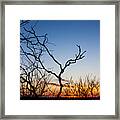 Bare Trees At Sunset Framed Print