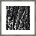Bark On A Tree Framed Print