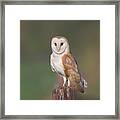 Barn Owl Perched Framed Print