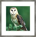 Barn Owl Tyto Alba Portrait, Hudson Framed Print