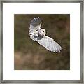 Barn Owl Wings Framed Print