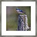 Tree Swallow Framed Print