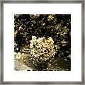 Barnacle With Worm Framed Print