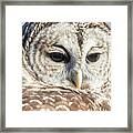 Barred Owl 1 Framed Print