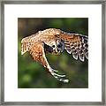 Barred Owl Flying Toward You Framed Print