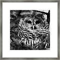 Barred Owl In Black And White Framed Print