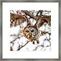 Barred Owl In Flight 4830 Framed Print