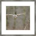 Barred Owl In Flight Ii Framed Print