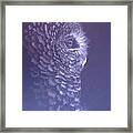 Barred Owl Framed Print