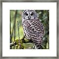 Barred Owl Strix Varia Closeup Framed Print