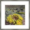 Barrel Cactus Super Bloom Framed Print
