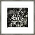 Basket Of Shells Framed Print