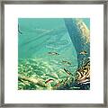 Bass Lake Framed Print