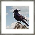 Beach Bum Crow Framed Print