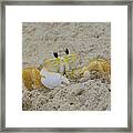 Beach Crab In Sand Framed Print