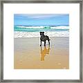 Beach Dog And Reflection By Kaye Menner Framed Print