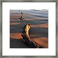 Beach Driftwood Framed Print
