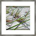 Beach Grass Framed Print