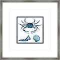 Beach House Sea Life Crab Turban Shell N Scallop Framed Print