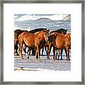 Beach Ponies Framed Print