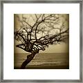 Beach Tree Framed Print