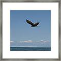 Beach Vulture Framed Print