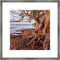 Beachmere, Queensland, Australia Framed Print