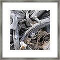 Beachwood Framed Print