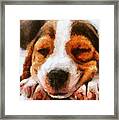 Beagle Puppy Framed Print