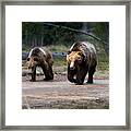 Bear Crossing Framed Print