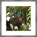 Bear Cub In Apple Tree4 Framed Print