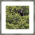 Bear Cub In Tree Framed Print