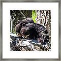 Bear Cubs Framed Print