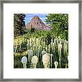 Bear Grass At Two Medicine Framed Print